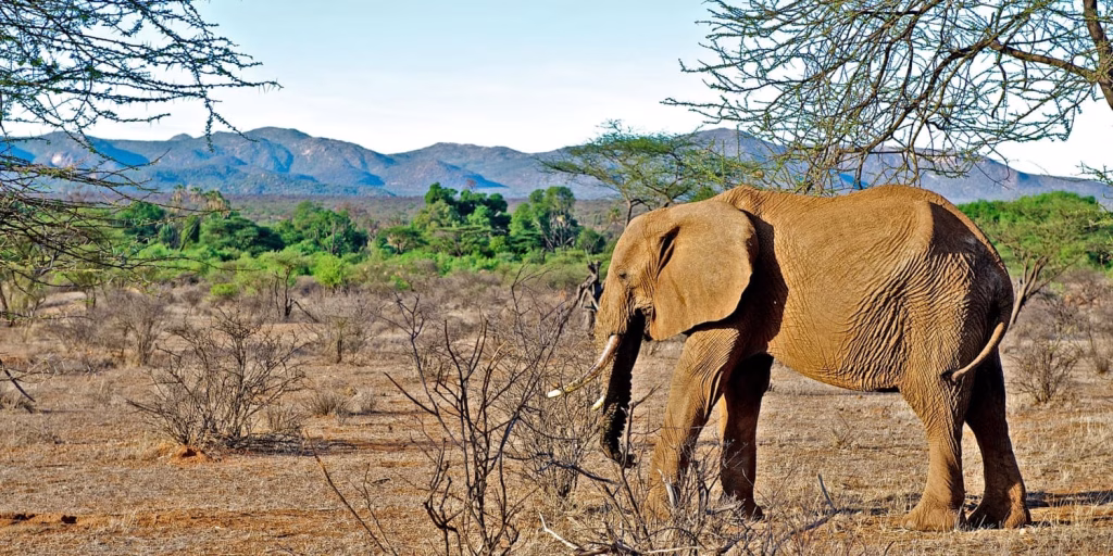 3-days-mid-range-samburu-safari