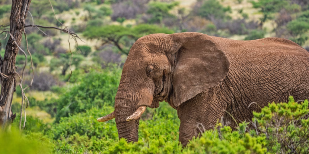 4-days-samburu-fly-in-safari